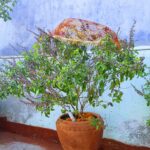 Read more about the article Tulsi Vivah Katha: तुलसी विवाह की पौराणिक कथा