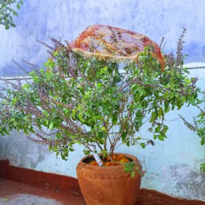 Read more about the article Tulsi Vivah Katha: तुलसी विवाह की पौराणिक कथा