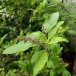 Read more about the article Tulsi Vivah Pujan Vidhi | तुलसी विवाह पूजन विधि