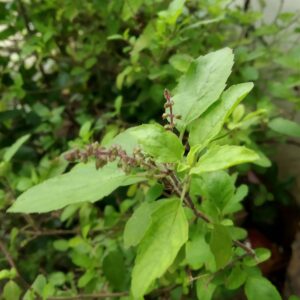Read more about the article Tulsi Vivah Pujan Vidhi | तुलसी विवाह पूजन विधि