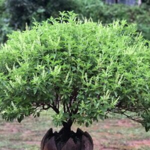 Read more about the article Tulsi Mata Chalisa | माता श्री तुलसी चालीसा